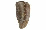 Bargain, Raptor Tooth - Real Dinosaur Tooth #144606-1